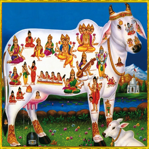feed a cow for a week