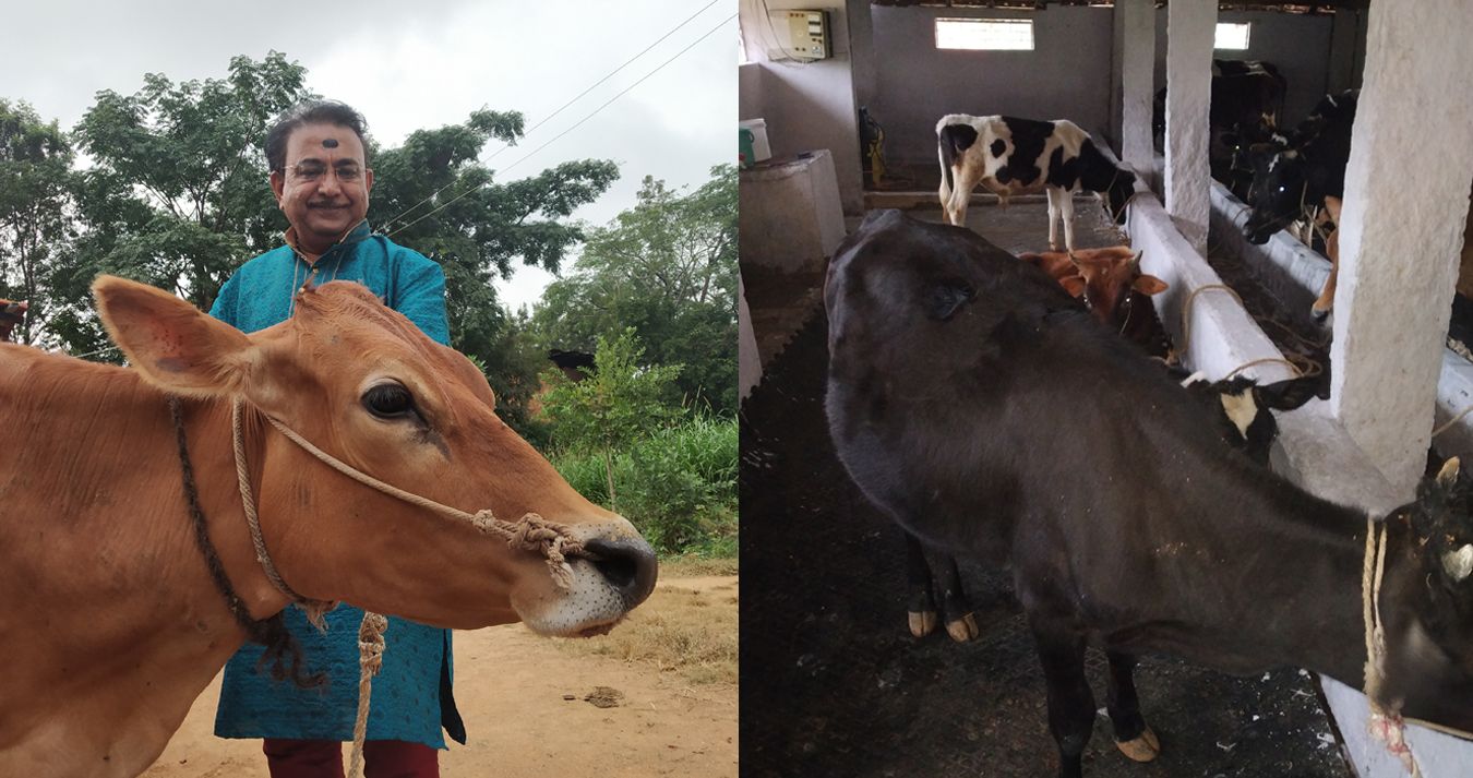donation for cows in bangalore